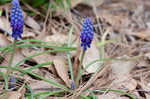 Common grape hyacinth